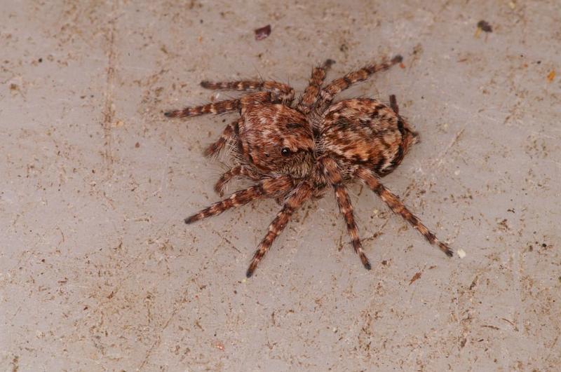 Servaea_vilosa_D7998_Z_88_North Stradbroke island_Australie.jpg